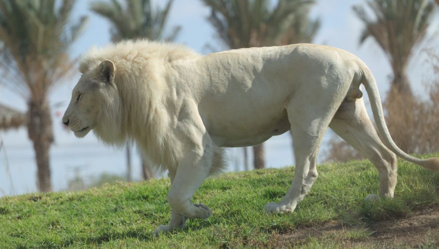מדבריום