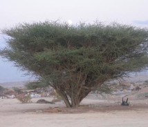 תמונת של שיטה סוככנית