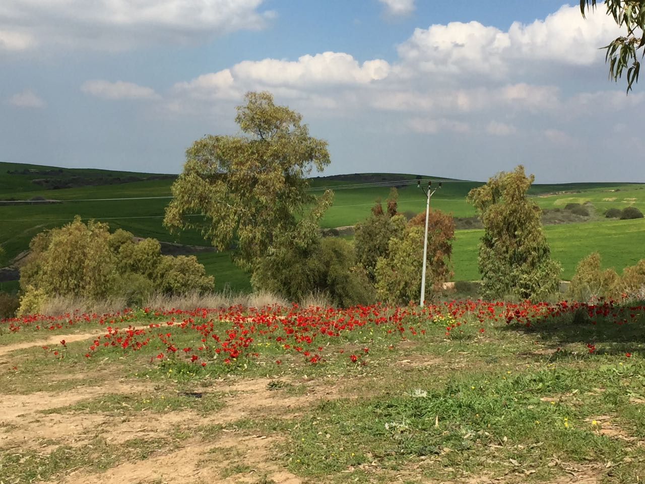 בתרונות רוחמה | צילום: תהילה ברק