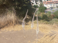 חצב מצוי - צילום של Iddo_3270859 - למטייל בישראל (טיולי) 3