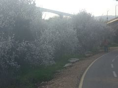 שקד מצוי - צילום של Iddo_3270859 - למטייל בישראל (טיולי) 4