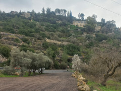 שקד מצוי - צילום של Iddo_3270859 - למטייל בישראל (טיולי)
