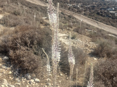 חצב מצוי - צילום של Iddo_3270859 - למטייל בישראל (טיולי)