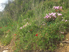רקפת מצויה - צילום של Iddo_3270859 - למטייל בישראל (טיולי)