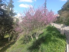 כליל החורש - צילום של Iddo_3270859 - למטייל בישראל (טיולי) 3