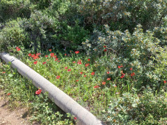 נורית אסיה - צילום של Iddo_3270859 - למטייל בישראל (טיולי) 4