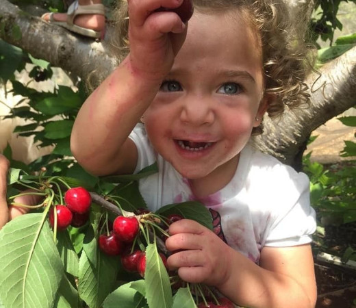 תמונה של קטיף עצמי, מוזיקה ואוכל: פסטיבל דובדבנים גוש עציון 2026 - למטייל בישראל (טיולי)