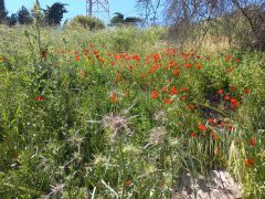 פרג אגסי - צילום של Iddo_3270859 - למטייל בישראל (טיולי) 2