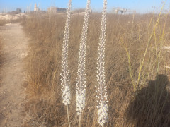 חצב מצוי - צילום של Iddo_3270859 - למטייל בישראל (טיולי) 3