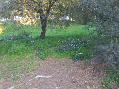 רקפת מצויה - צילום של Iddo_3270859 - למטייל בישראל (טיולי)