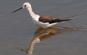 תמירון (2)