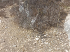 חצב מצוי - צילום של Iddo_3270859 - למטייל בישראל (טיולי) 6
