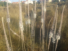 חצב מצוי - צילום של Iddo_3270859 - למטייל בישראל (טיולי) 2