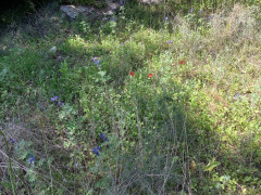תורמוס ההרים - צילום של Iddo_3270859 - למטייל בישראל (טיולי)