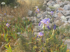 אירוס ארם-נהריים - צילום של Iddo_3270859 - למטייל בישראל (טיולי)