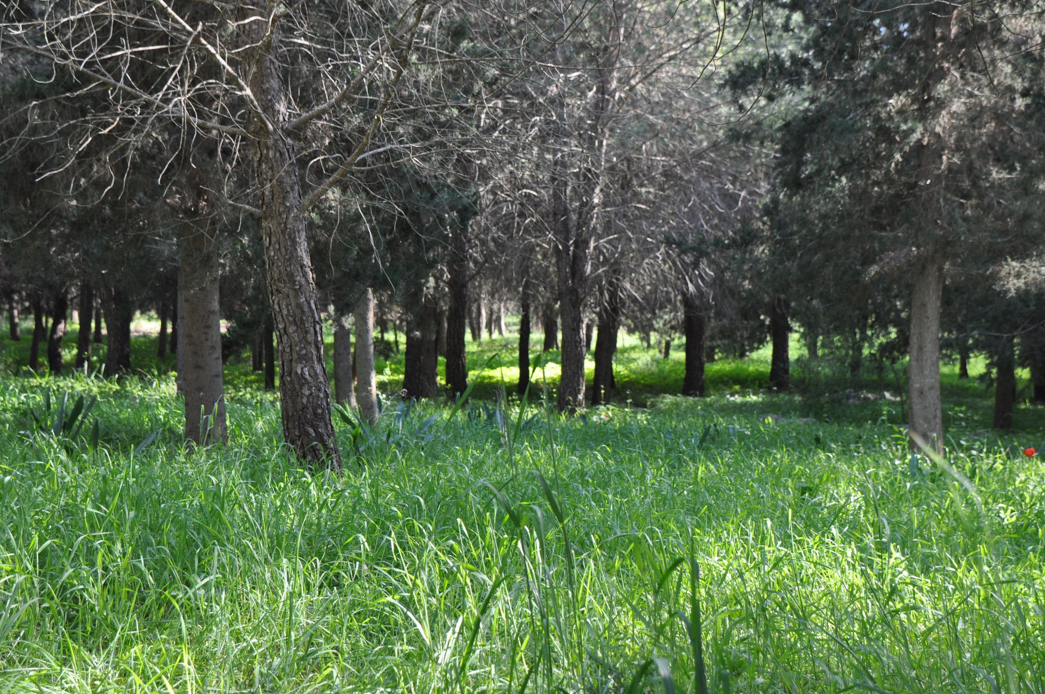 יער ראש העין - מישור החוף וגוש דן - למטייל בישראל (טיולי)