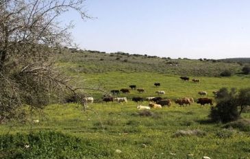 בג'יפים-ממושב לוזית דרך תל צפית ונחל שורק ליבנה. (3)