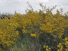אירוס הארגמן - צילום של מרבילה - למטייל בישראל (טיולי) 5