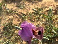אירוס הנגב - צילום של אלחי47 - למטייל בישראל (טיולי)