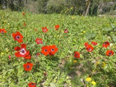 כלנית מצויה - צילום של Iddo_3270859 - למטייל בישראל (טיולי)
