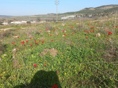 כלנית מצויה - צילום של Iddo_3270859 - למטייל בישראל (טיולי) 3