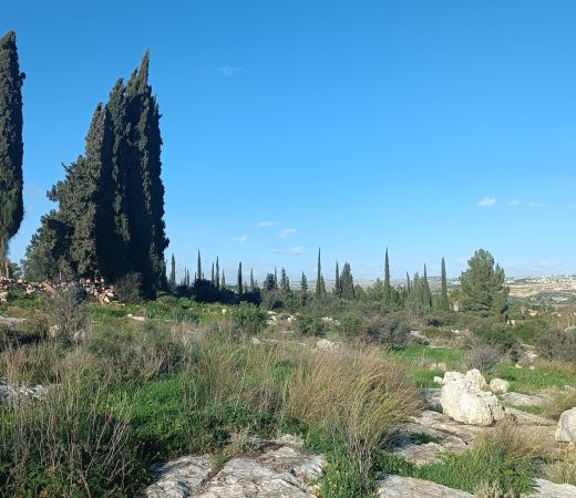 תמונה של גבעת הברושים במודיעין ומצפה אמנון ליפקין שחק - למטייל בישראל (טיולי)