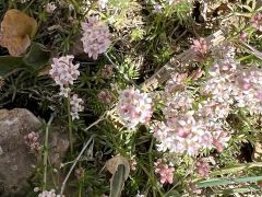 ארביס קווקזי - צילום של אלחי47 - למטייל בישראל (טיולי)