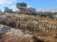 חצב מצוי - צילום של Iddo_3270859 - למטייל בישראל (טיולי) 5