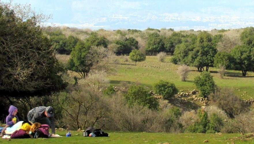 יער אודם | צילום: יוחאי כורם