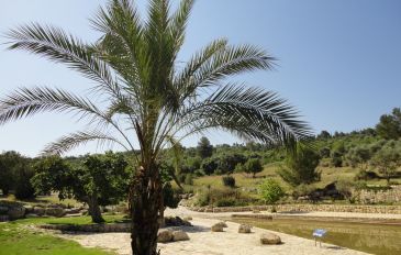 פארק איילון קנדה - פריטור לטו בשבט והשקדיות בפארק איילון (3)