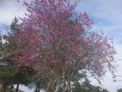 כליל החורש - צילום של Iddo_3270859 - למטייל בישראל (טיולי)