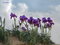 אירוס הנגב - צילום של Arie Tennbaum_4164598 - למטייל בישראל (טיולי)