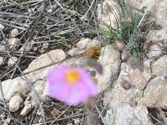 שמשון הדור - צילום של אלחי47 - למטייל בישראל (טיולי)