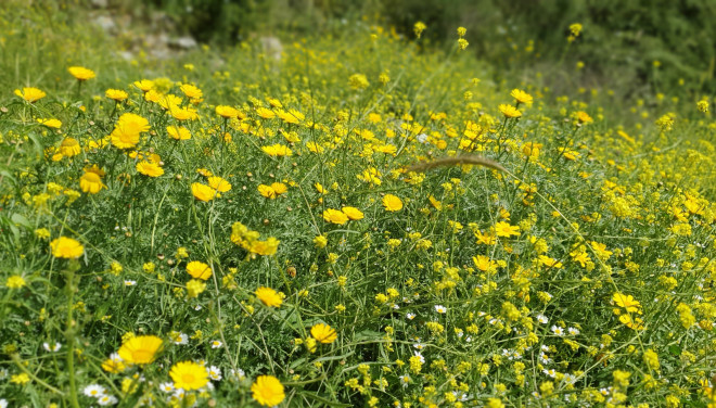 תמונה מתוך למטייל בישראל (טיולי)