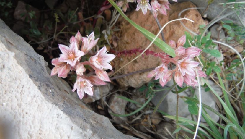 שושנתית הלבנון (1)