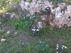 רקפת מצויה - צילום של Iddo_3270859 - למטייל בישראל (טיולי) 5