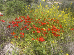 נורית אסיה - צילום של Iddo_3270859 - למטייל בישראל (טיולי) 5