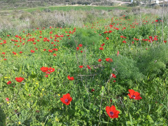כלנית מצויה - צילום של Iddo_3270859 - למטייל בישראל (טיולי) 4