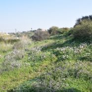 תמונה מתוך למטייל בישראל (טיולי)