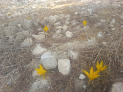 חלמונית גדולה - צילום של Iddo_3270859 - למטייל בישראל (טיולי)