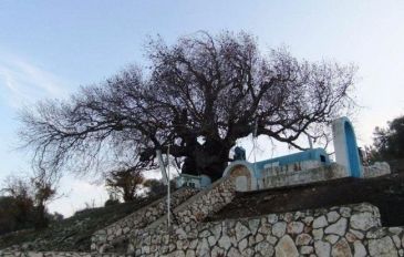 האלה היפה מחוץ לקברו (המשוער) של ר' טרפון - קברי צדיקים: לבריאות, לפרנסה, לזוגיות ולחיים מאושרים (2)