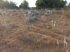 חצב מצוי - צילום של Iddo_3270859 - למטייל בישראל (טיולי)