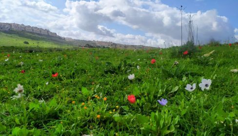 תמונה של עמק השלום: שביל הכלניות הצבעוניות של יקנעם - למטייל בישראל (טיולי)
