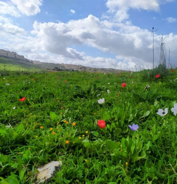 תמונה של עמק השלום: שביל הכלניות הצבעוניות של יקנעם - למטייל בישראל (טיולי)