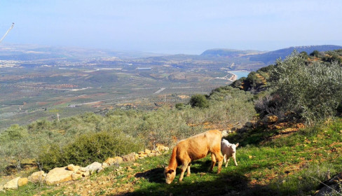 תמונה של רכס הררית, מבדד נטופה ועצי זית ענקיים - למטייל בישראל (טיולי)