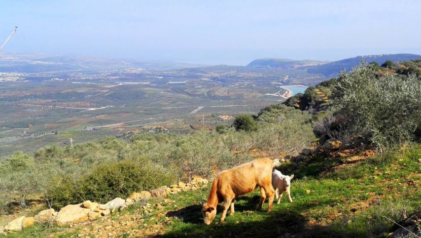 הנוף במסלול - רכס הררית, מבדד נטופה ועצי זית ענקיים (1)