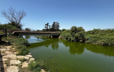 יום כיף באזור כפר יונה: נחל יפהפה, צבים מסתוריים ו-750 סוגי עצים (2)