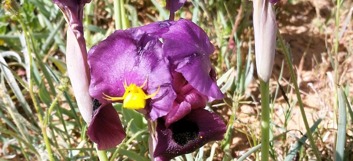 אירוס הנגב - אל פריחת האירוס בנגב המערבי (1)