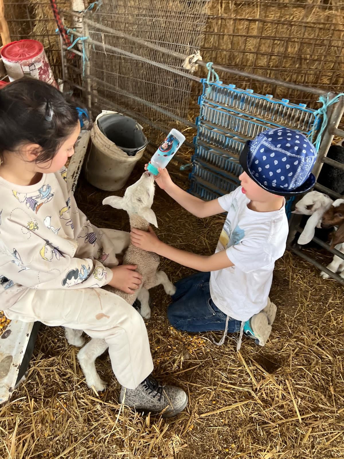 חוות הדקלים | צילום: חוות הדקלים