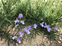 טופח הגליל - צילום של אלחי47 - למטייל בישראל (טיולי)